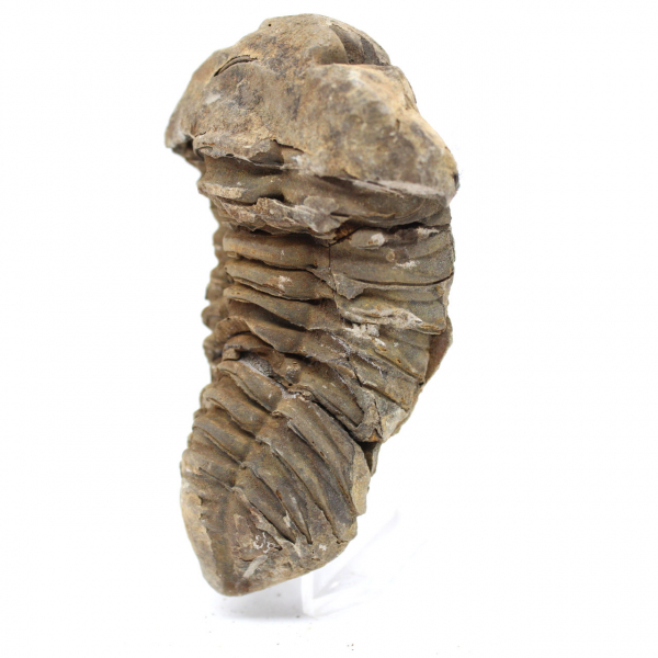 Trilobite