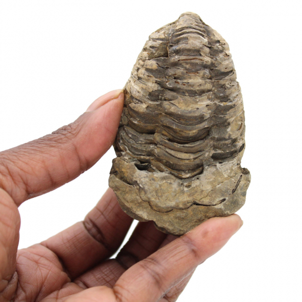 Trilobite du Maroc