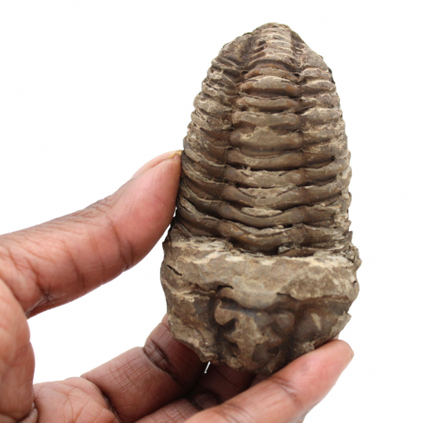 Trilobite du Maroc