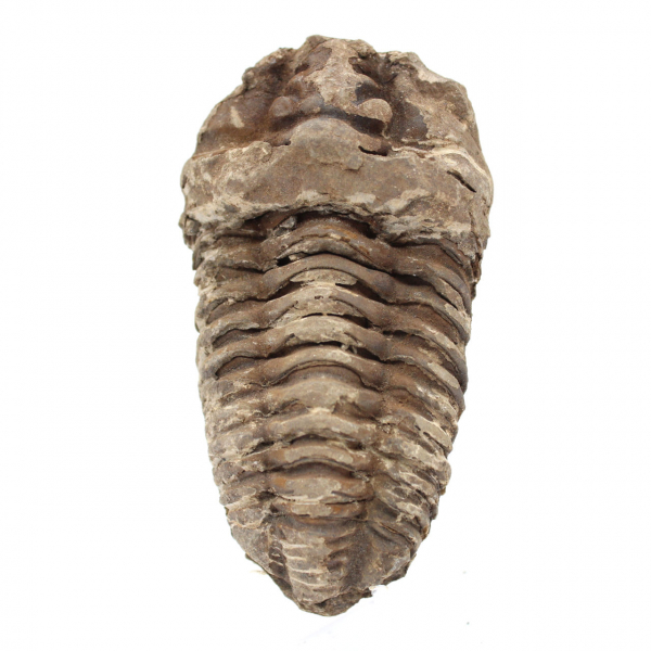 Trilobite