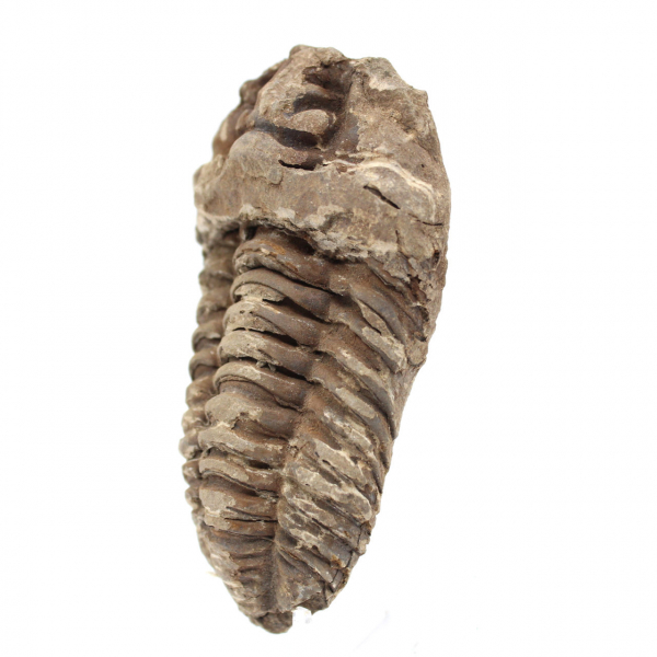 Trilobite