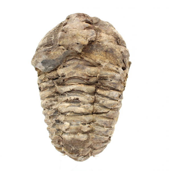 Trilobite du Maroc