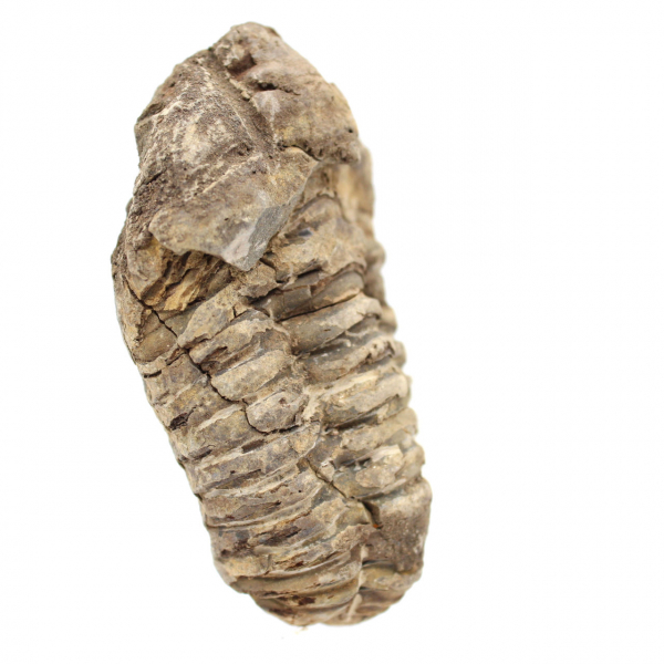 Trilobite du Maroc