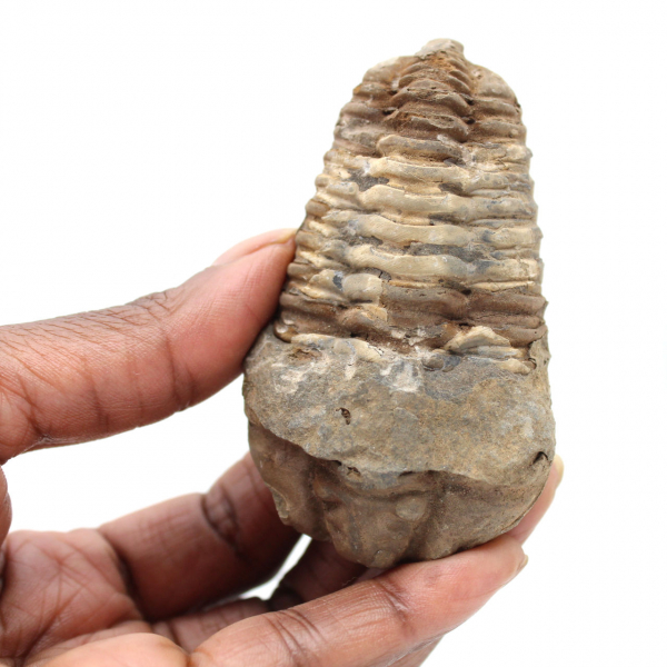 Trilobite du Maroc