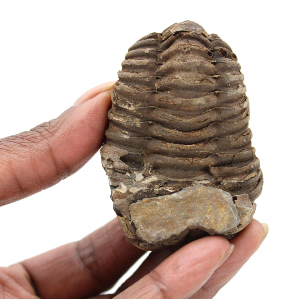 Trilobite du Maroc