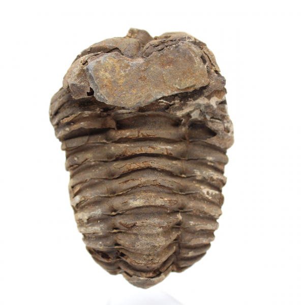 Trilobite fossile Maroc