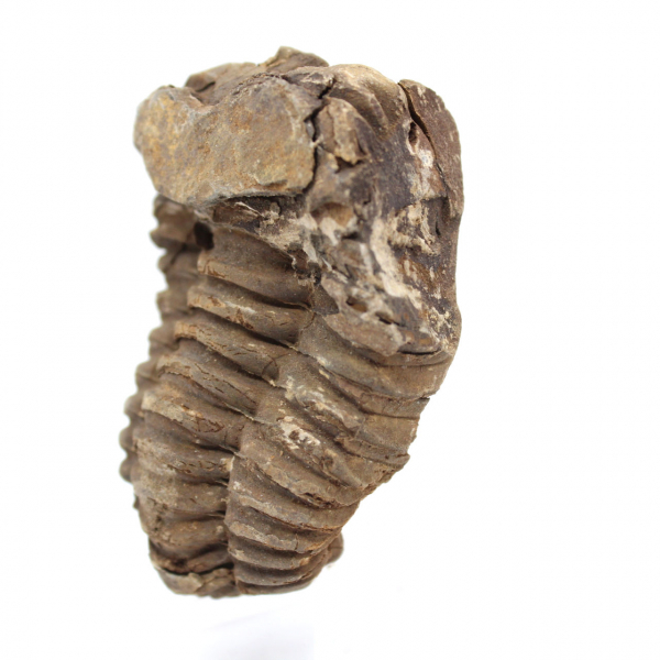 Trilobite fossile Maroc