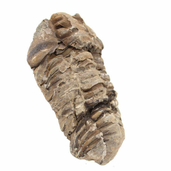 Fossile de trilobite du Maroc