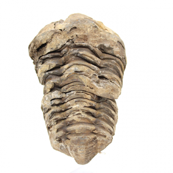 Fossile de trilobite Maroc