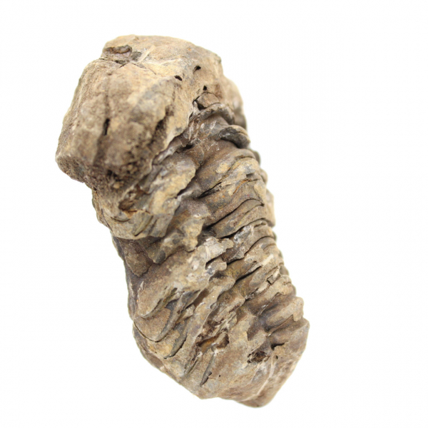 Fossile de trilobite Maroc