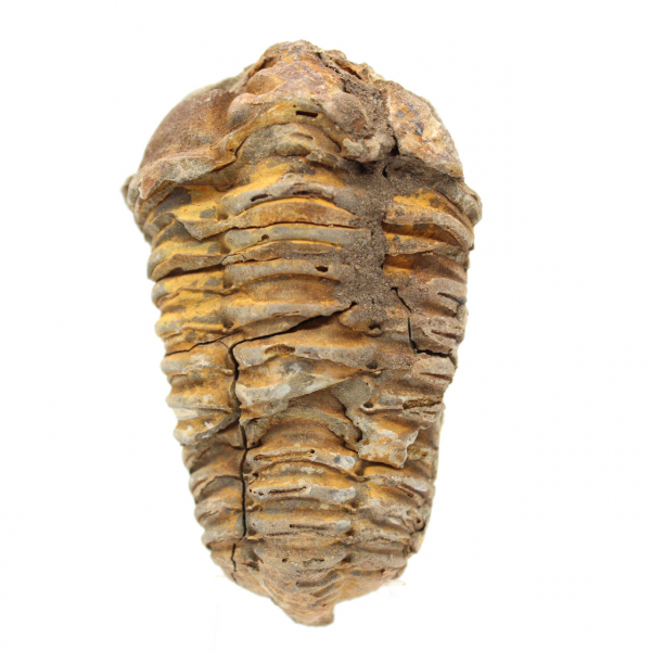 Trilobite fossile brut