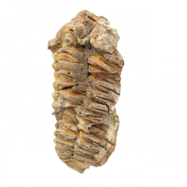 Trilobite fossile brut