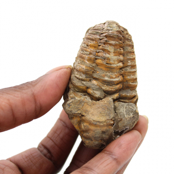 Trilobite du Maroc