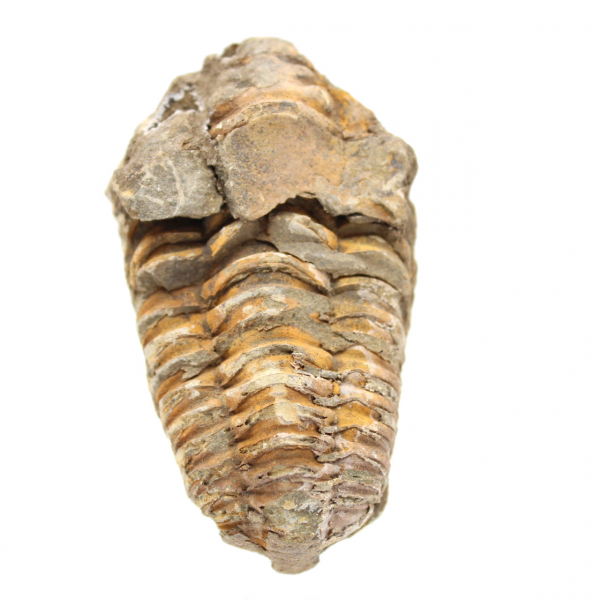 Trilobite brut du Maroc