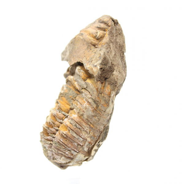 Trilobite brut du Maroc