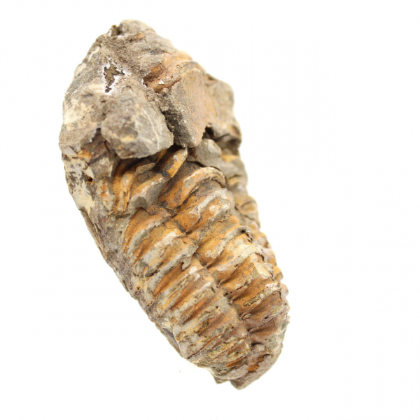 Trilobite brut du Maroc