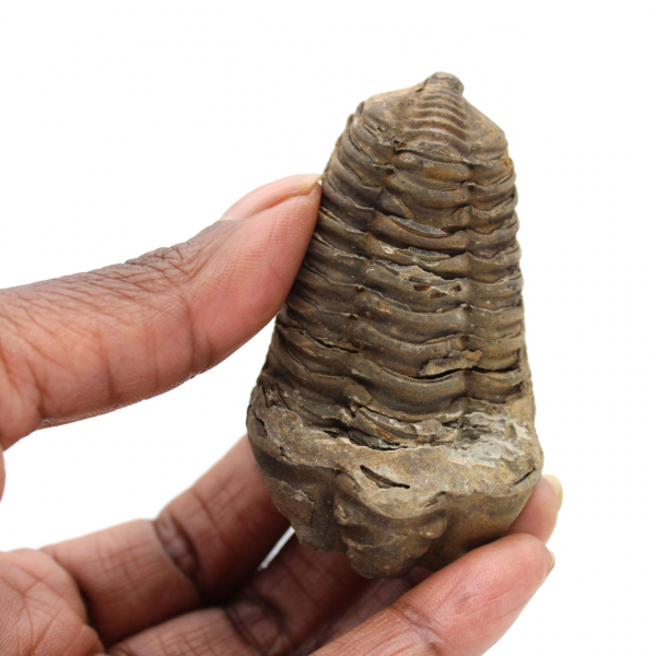 Trilobite du Maroc