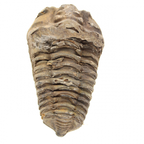 Trilobite