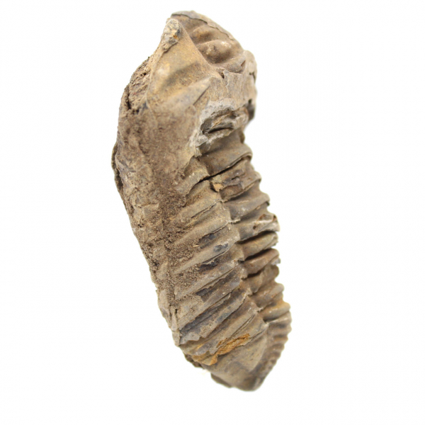 Trilobite