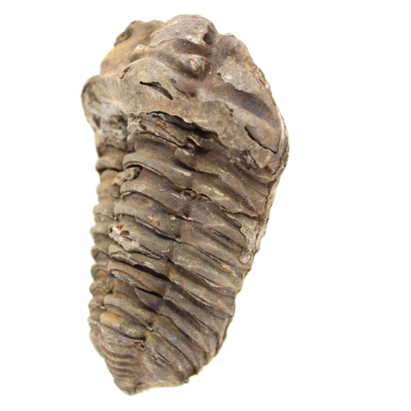 Trilobite