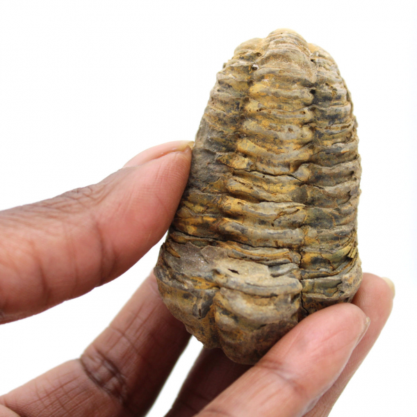 Trilobite du Maroc