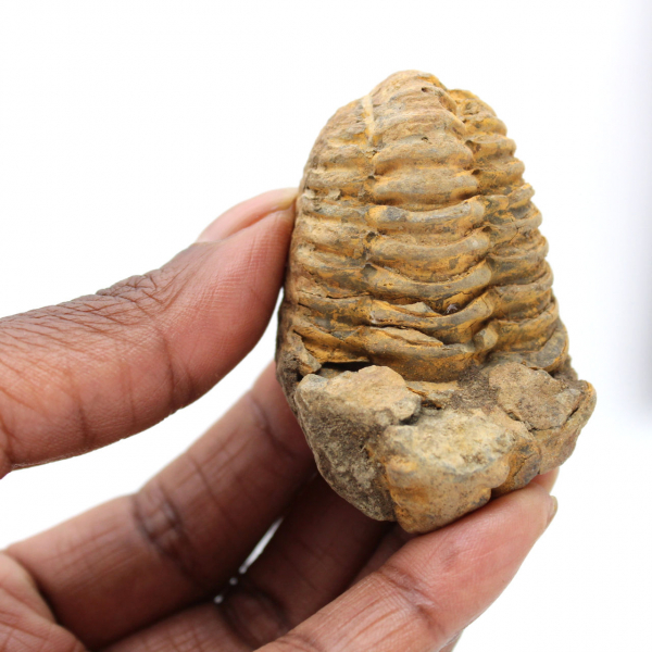 Trilobite du Maroc