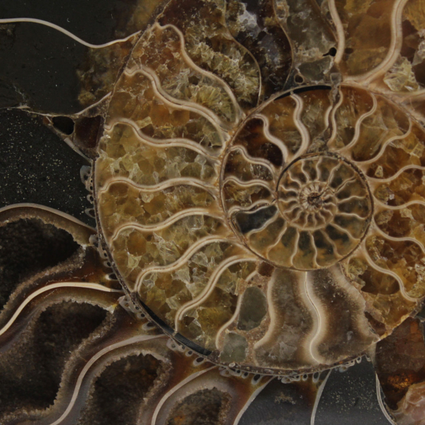 Fossile d'ammonite poli