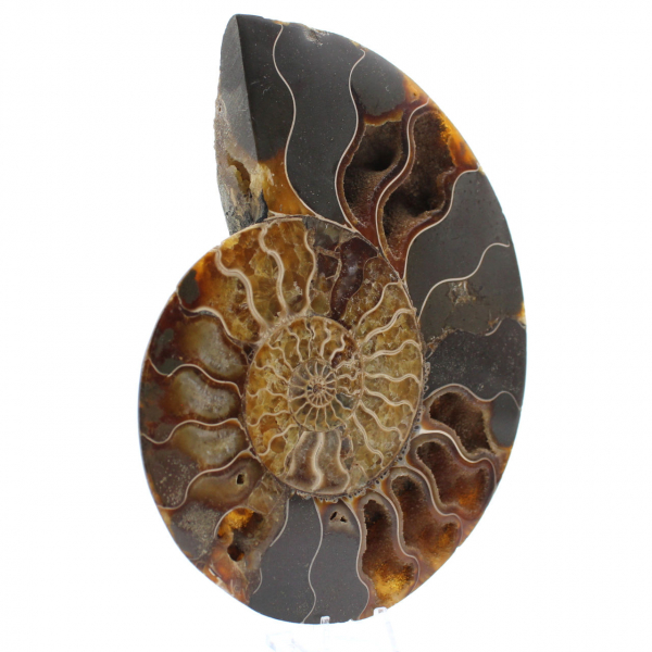 Ammonite naturelle fossile