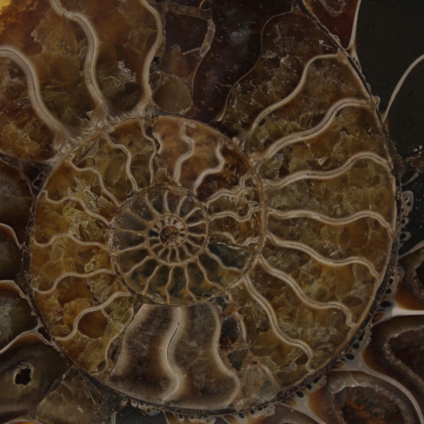 Ammonite naturelle fossile