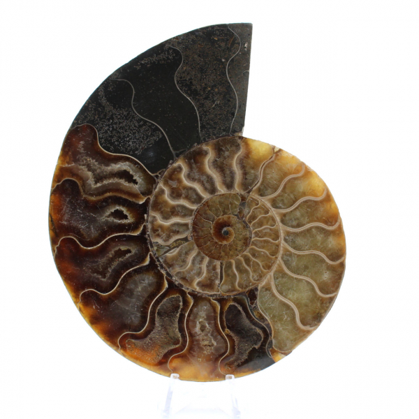 Ammonite fossilisée