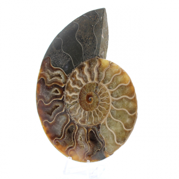 Ammonite fossilisée