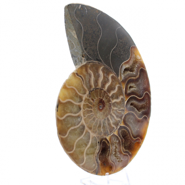 Ammonite une pièce