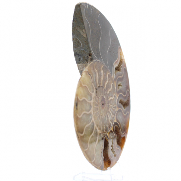 Ammonite une pièce