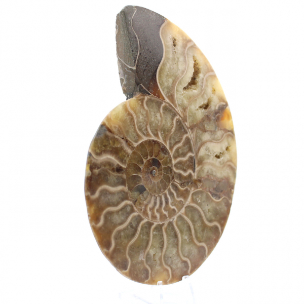 Ammonite sciée polie