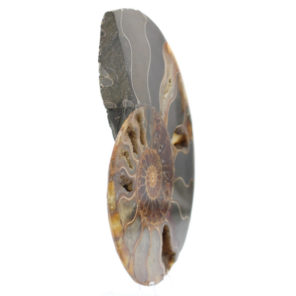 Ammonite de Madagascar