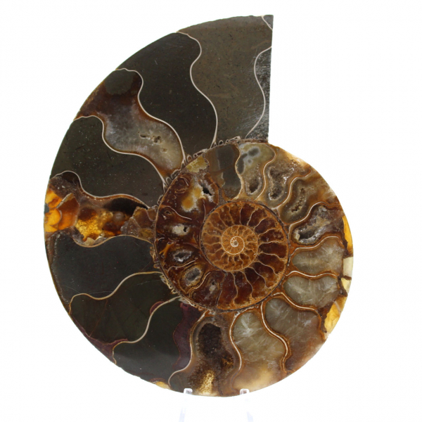 Ammonite naturelle polie fossile