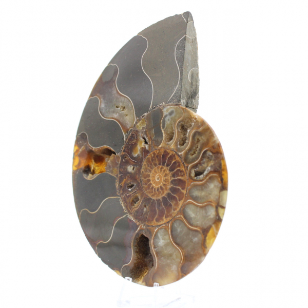 Ammonite naturelle polie fossile