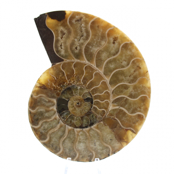 Ammonite polie naturelle de Madagascar