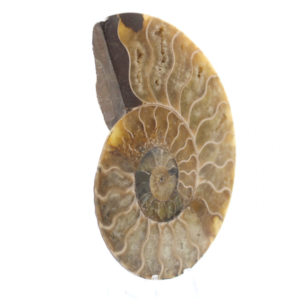 Ammonite polie naturelle de Madagascar