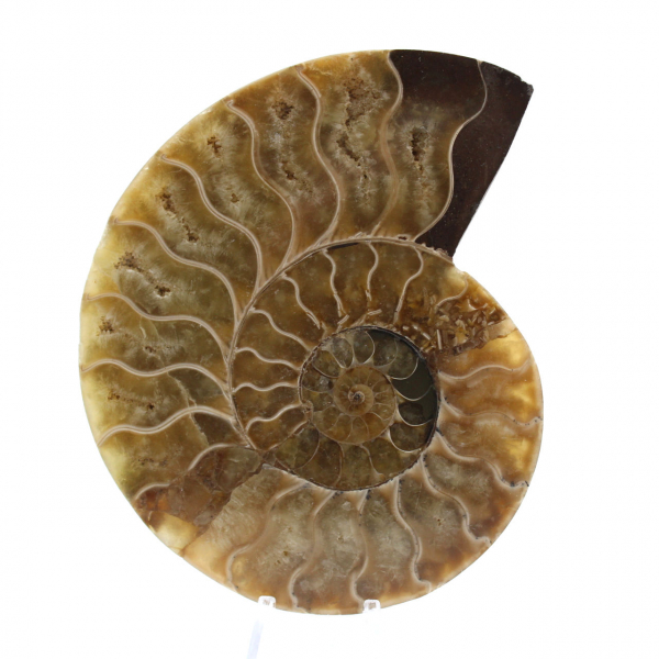 Ammonite