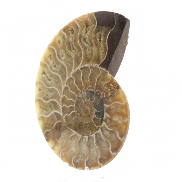 Ammonite