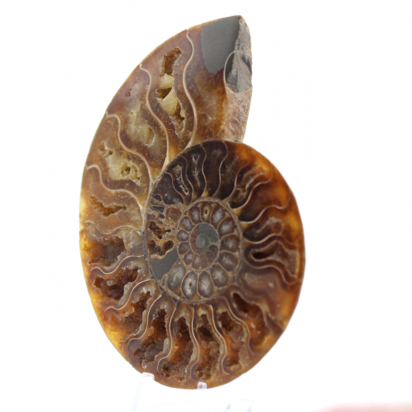 Ammonite fossilisée