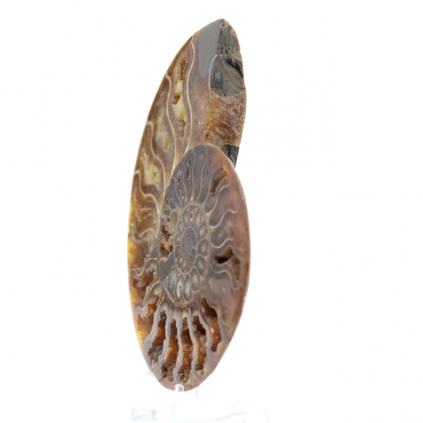 Ammonite fossilisée