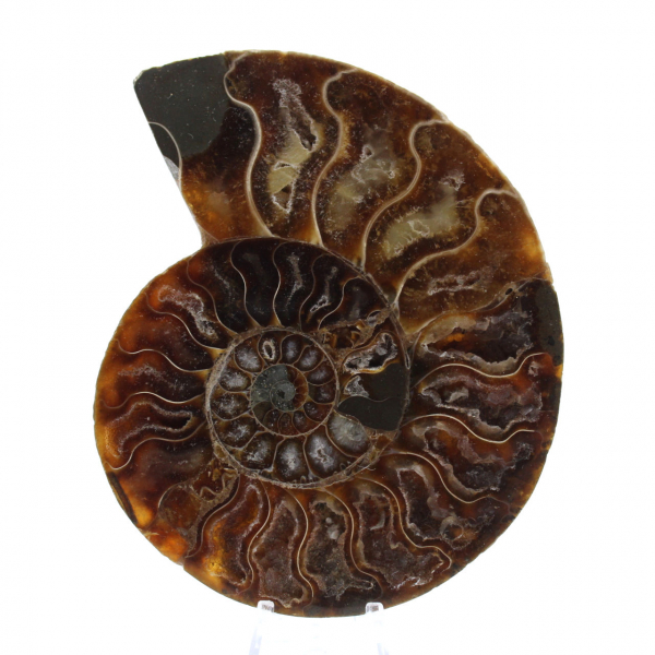 Ammonite