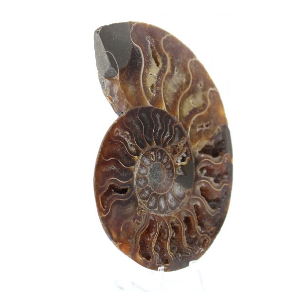 Ammonite une pièce