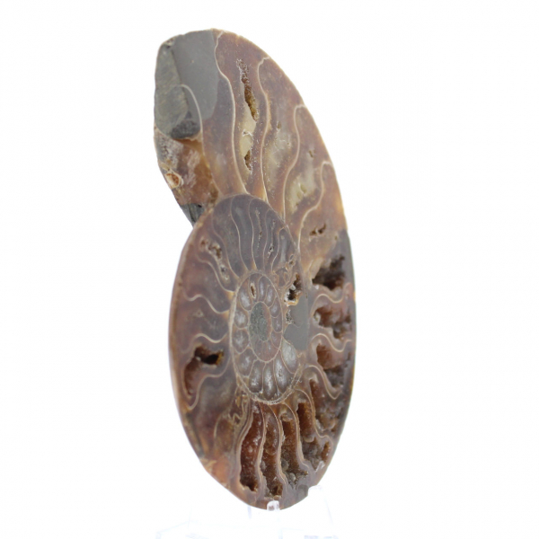 Ammonite une pièce