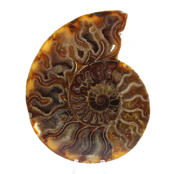 Ammonite