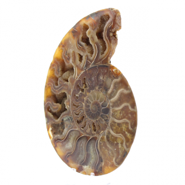 Ammonite fossilisée polie