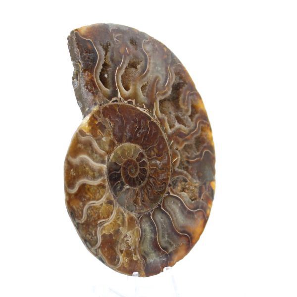 Ammonite sciée polie