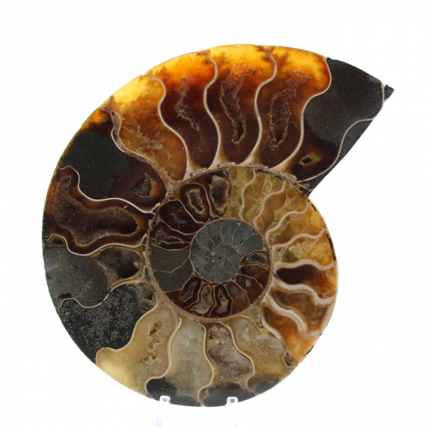 Ammonite de Madagascar